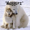 Wolf, Polar bear - Hugglez