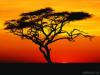 sunset savanna