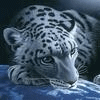 Cute - Snow Leopard