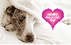 Valentine cuddle dog