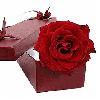 Red Rose in Box
