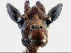 Giraffe...Close-Up