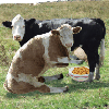 COW MILKING COW CEREAL