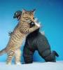 hugging-cat