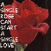 Single love