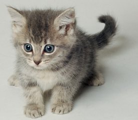It's a cat