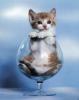 Kitten in glass