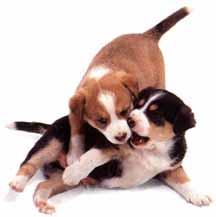 2 little puppies