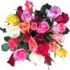 Colorful Roses
