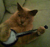 Cat playing  banjo