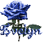 dark blue rose evelyn