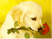 yellow puppy
