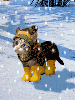 cat with cape in the snow