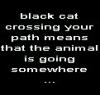 black_cat_