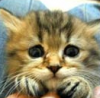 little baby kitty