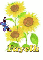 fayeth sun flower