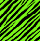neon zebra