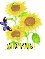 mayudi sun flower
