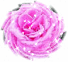 Linda's Rose