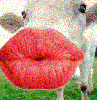 Cow Kiss
