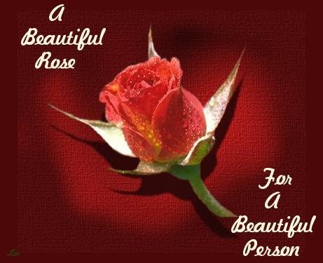 a beautiful rose for a beautiful person