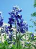 blue bonnet texas state flower