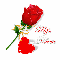 a rose for you-Karen