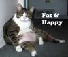 fat & happy