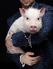 Man with pig.