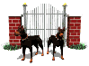 doberman gate