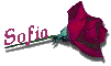 Red Rose - Sofia