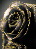 black gothic rose