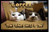 Coffee Cats!
