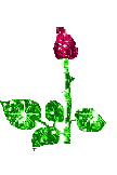 blooming rose bud