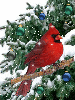 christmas cardinal