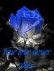 blue roses