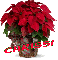 Christmas Flower - Chrissi