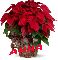 Christmas Flower - Anna