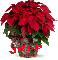 Christmas Flower - Jess
