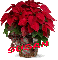 Christmas Flower - Susan