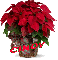 Christmas Flower - Cindy