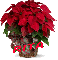 Christmas Flower - ponsettia for Rita
