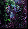 purple jungle fairy