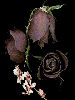 three gothic roses