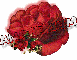 red rose--Anaterium