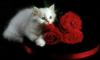 kitty and roses