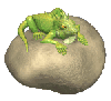 iguana sitting on a rock