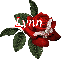 Butterfly Red Rose - Lynn
