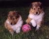 so cute pups