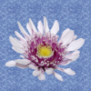 Background-Flower